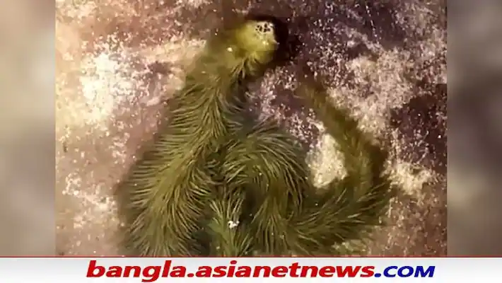 Watch Mysterious Furry Green Snake Thailand Video Went Viral On Twitter, Reddit, YouTube, & Social Media, Check Latest News